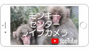 モンキーセンター ライブカメラ