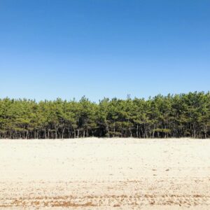 慶野松原海水浴場 松の木