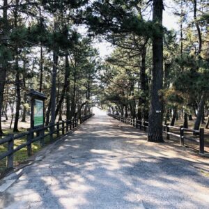 慶野松原海水浴場へ向かう松の木街道