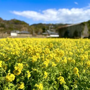 淡路島百景 菜の花エコプロジェクト